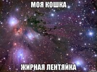 моя кошка жирная лентяйка