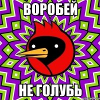 воробей не голубь