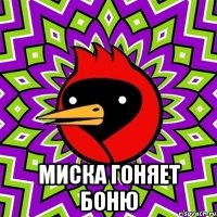  миска гоняет боню