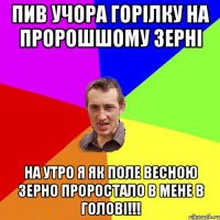 пив учора горілку на пророшшому зерні на утро я як поле весною зерно проростало в мене в голові!!!