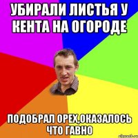 убирали листья у кента на огороде подобрал орех,оказалось что гавно