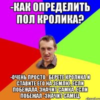 -как определить пол кролика? -очень просто : берете кролика и ставите его на землю, если побежала, значит самка. если побежал -значит самец.