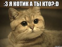 :3 я котик а ты кто?:d 