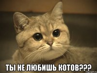  ты не любишь котов???