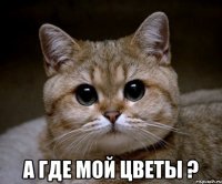  а где мой цветы ?