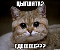 цыплята? гдееееее???