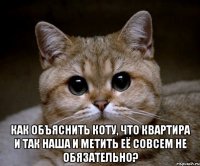  как объяснить коту, что квартира и так наша и метить её совсем не обязательно?