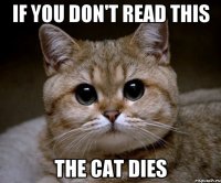 if you don't read this the cat dies