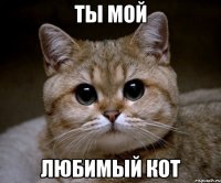 ты мой любимый кот