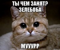 ты чем занят? зелебоба мууурр