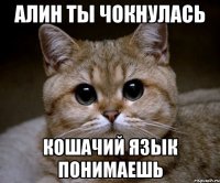 алин ты чокнулась кошачий язык понимаешь