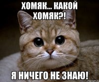 хомяк... какой хомяк?! я ничего не знаю!