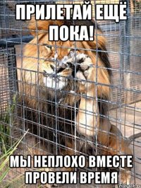 прилетай ещё пока! мы неплохо вместе провели время