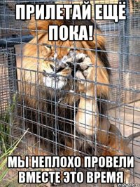 прилетай ещё пока! мы неплохо провели вместе это время