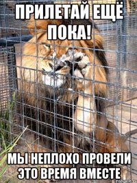 прилетай ещё пока! мы неплохо провели это время вместе