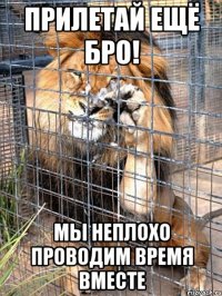 прилетай ещё бро! мы неплохо проводим время вместе