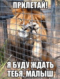 прилетай! я буду ждать тебя, малыш