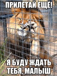 прилетай ещё! я буду ждать тебя, малыш