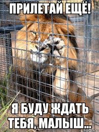прилетай ещё! я буду ждать тебя, малыш...