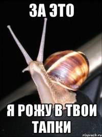 за это я рожу в твои тапки