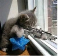 Создать мем Cat with a gun