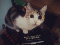 Создать мем cat