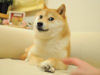 Создать мем doge