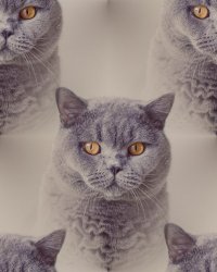 Создать мем кип келм