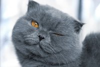 Создать мем Кот улыбается