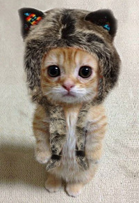 Создать мем Кот