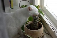 Создать мем котэ