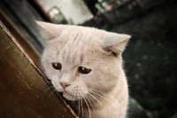 Создать мем котик