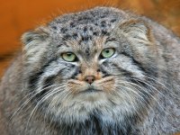 Создать мем погладь кота