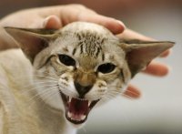 Создать мем погладь котэ сука