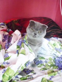ты кто такой? давай гладь меня, Мем ываыва