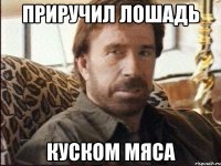 приручил лошадь куском мяса