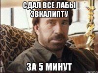 СДАЛ ВСЕ ЛАБЫ ЭВКАЛИПТУ ЗА 5 МИНУТ