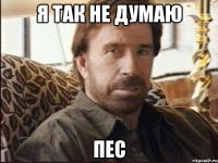 я так не думаю пес