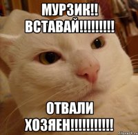 мурзик!! вставай!!! отвали хозяен!!!