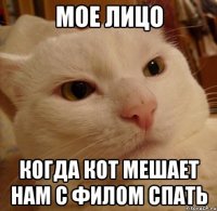мое лицо когда кот мешает нам с филом спать