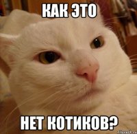 Как это нет котиков?