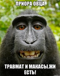 Приора овца травмат и макасы.жи есть!