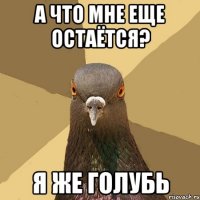 А ЧТО МНЕ ЕЩЕ ОСТАЁТСЯ? Я ЖЕ ГОЛУБЬ