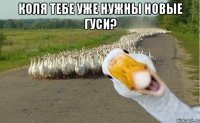 коля тебе уже нужны новые гуси? 