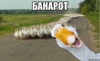 банарот 