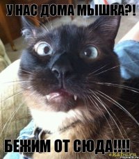 У нас дома мышка?! БЕЖИМ ОТ СЮДА!!!!