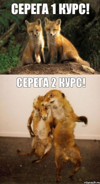 Серега 1 курс! Серега 2 курс!