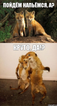 Пойдём напьёмся, а? Круто, да!?