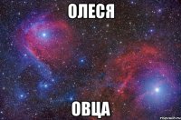 олеся овца