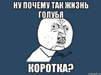 ну почему так жизнь голубя коротка?